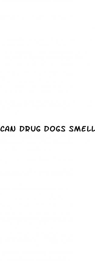 can drug dogs smell cbd gummies