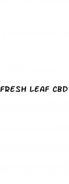 fresh leaf cbd gummies reviews