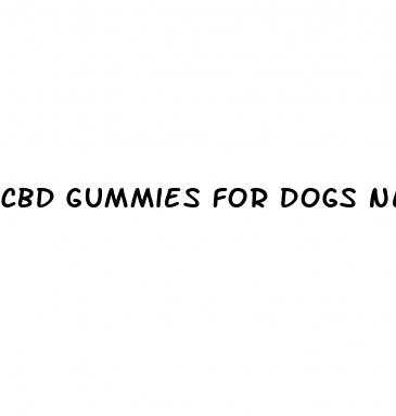 cbd gummies for dogs near me