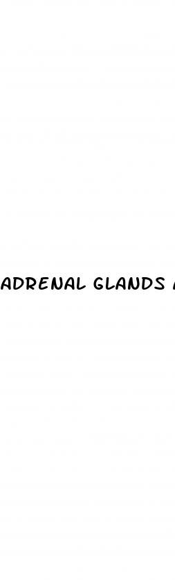 adrenal glands and erectile dysfunction