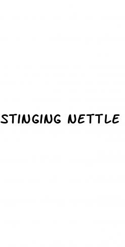 stinging nettle and erectile dysfunction