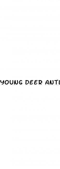 young deer antler male enhancement