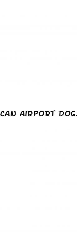 can airport dogs detect cbd gummies