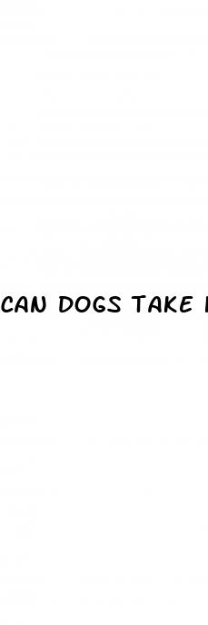 can dogs take human cbd gummies