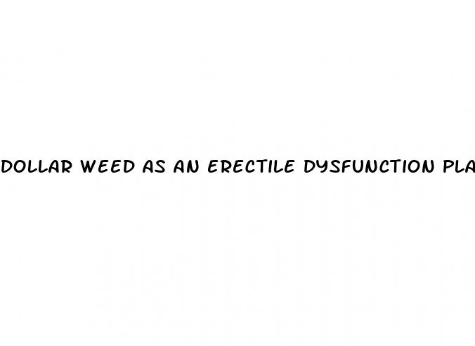 dollar weed as an erectile dysfunction plant