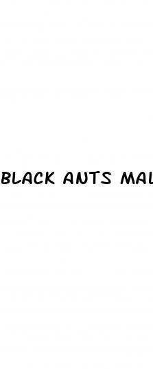 black ants male enhancement