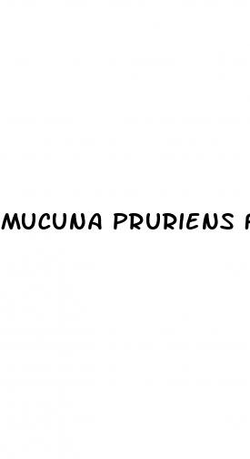 mucuna pruriens for erectile dysfunction