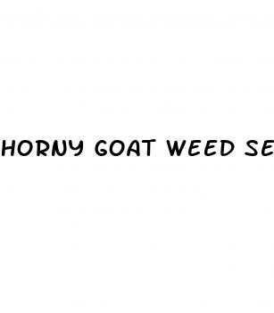 horny goat weed sex pill