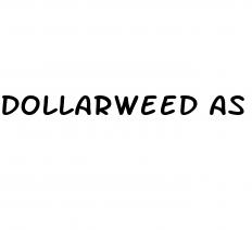 dollarweed as an anti erectile dysfunction aid