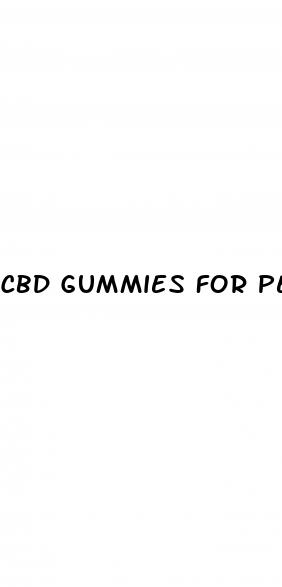 cbd gummies for pets