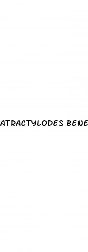 atractylodes benefits in male enhancement pills