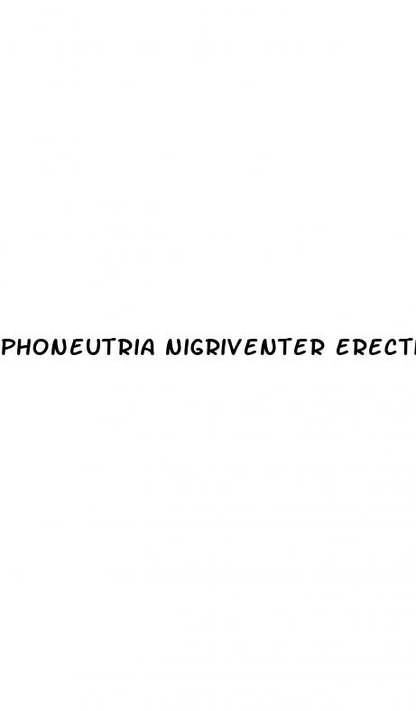 phoneutria nigriventer erectile dysfunction